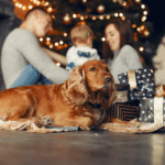 pet doors in Spring Hill, FL